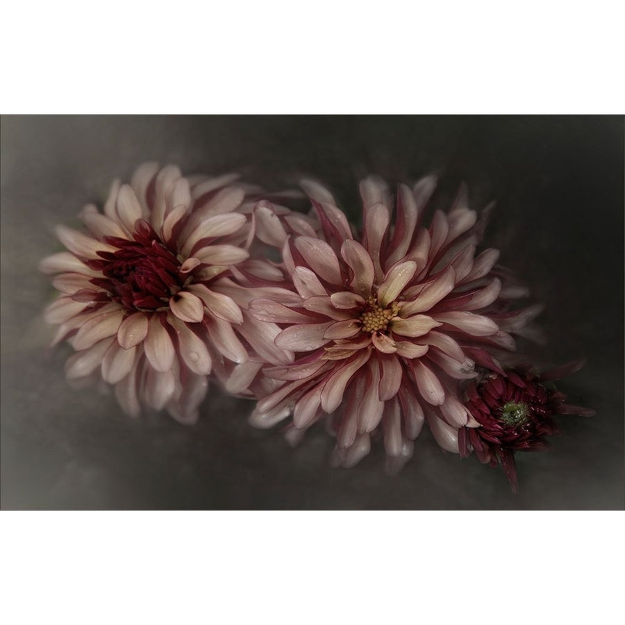 Dahlia Family Poster Print - Gilbert Claes-VARPDX1930704 Image 1