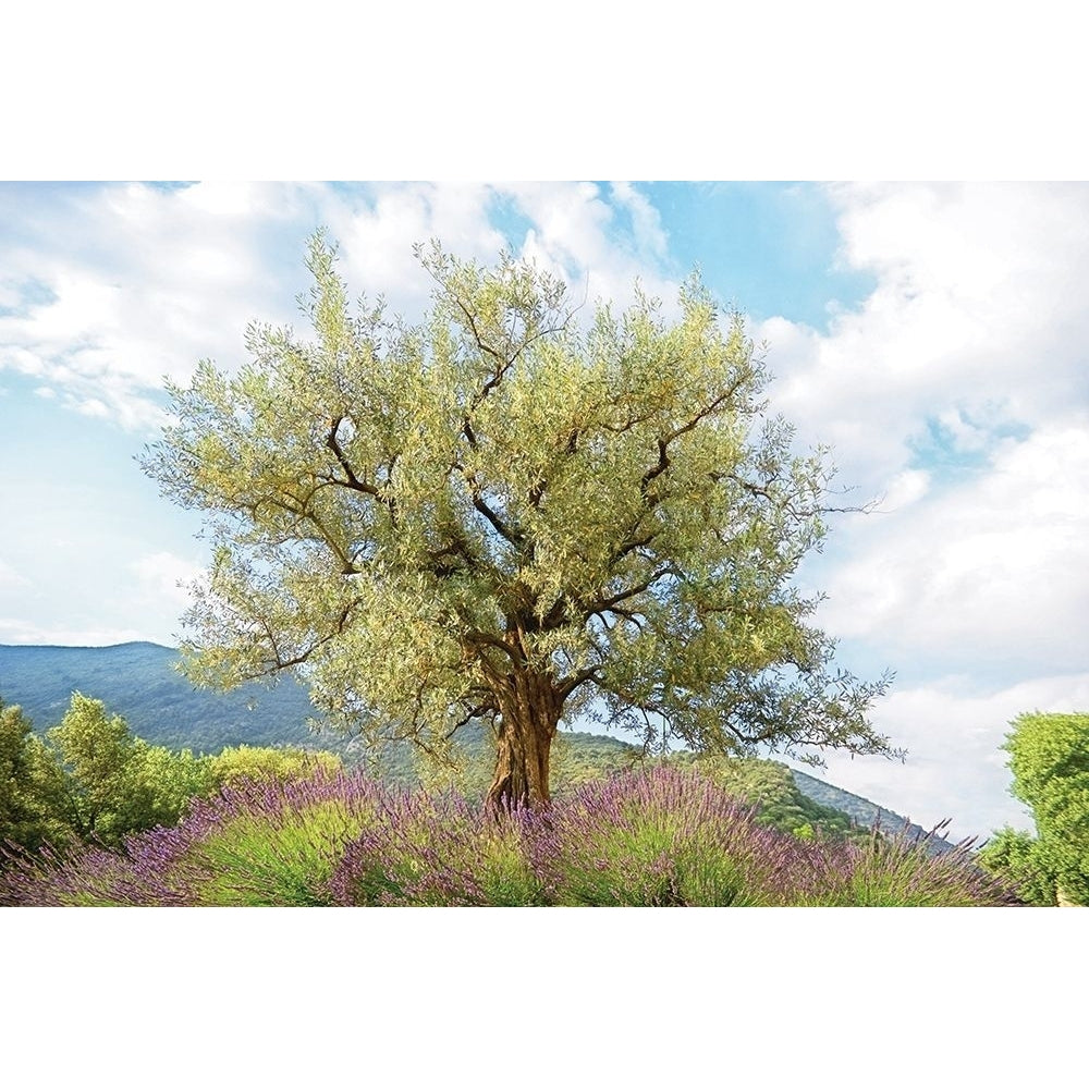 Olive Tree Poster Print by Lars Van de Goor-VARPDX19342 Image 2