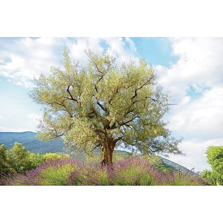 Olive Tree Poster Print by Lars Van de Goor-VARPDX19342 Image 1