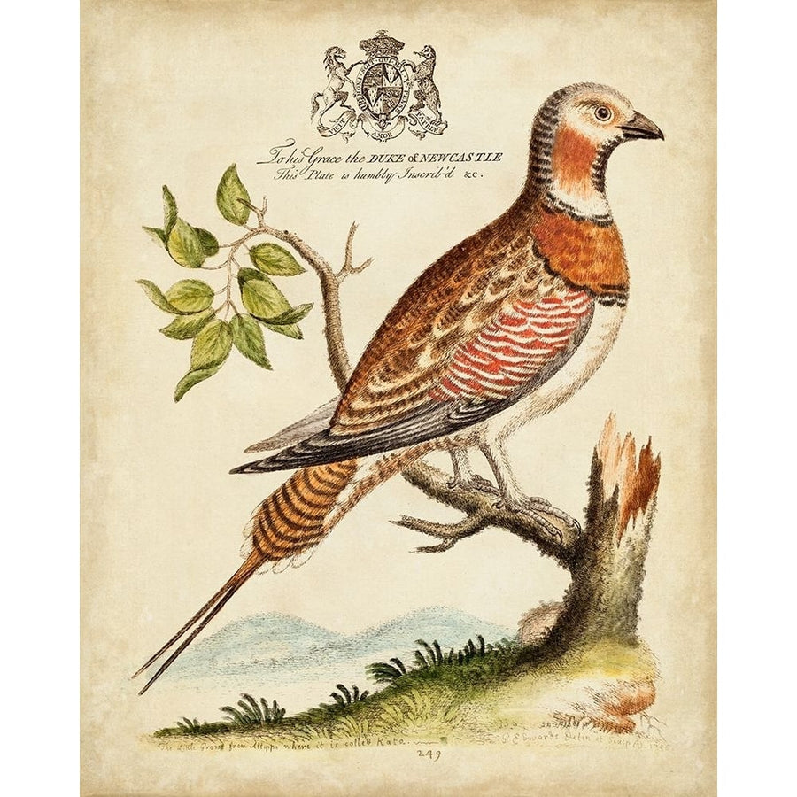 Regal Birds I Poster Print - George Edwards-VARPDX193708Z Image 1