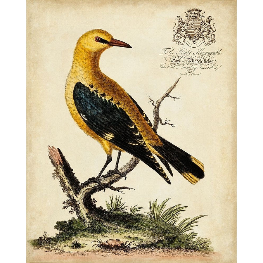 Regal Birds III Poster Print - George Edwards-VARPDX193710Z Image 1