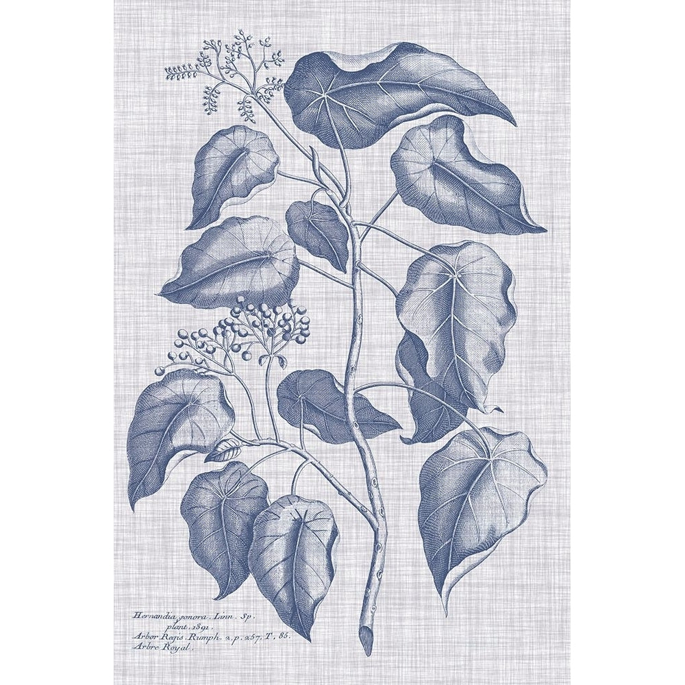 Navy And Linen Botanical VIII Poster Print - Studio Vision-VARPDX193719Z Image 1