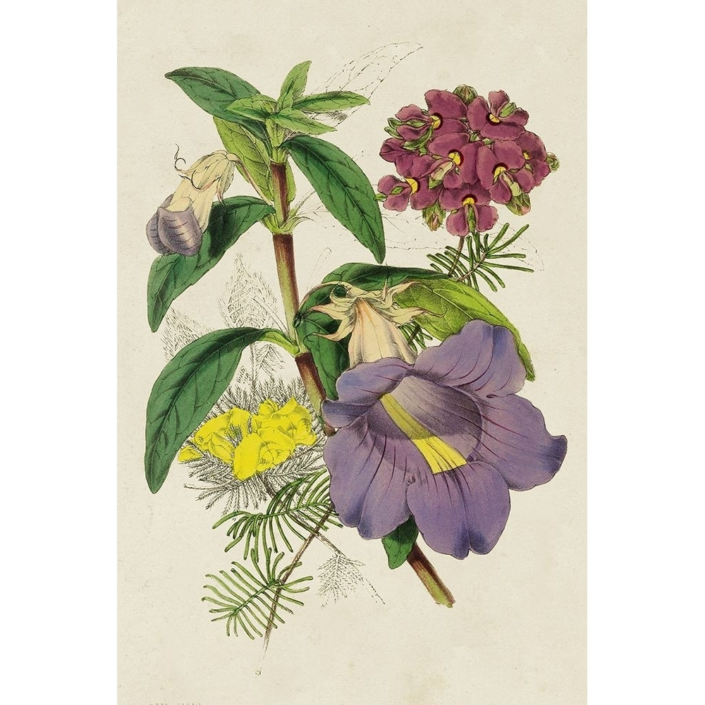 Paxton Botanical Pairing I Poster Print - Paxton-VARPDX193782Z Image 1