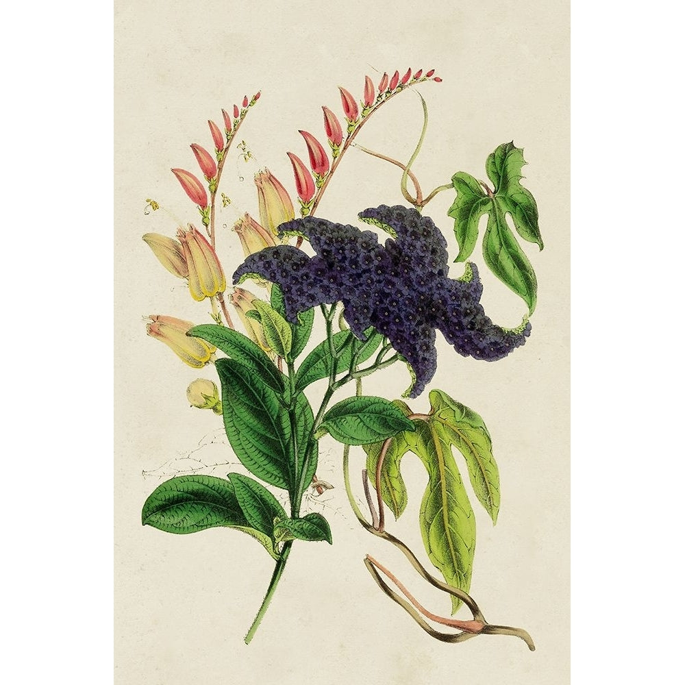 Paxton Botanical Pairing IV Poster Print - Paxton-VARPDX193785Z Image 1