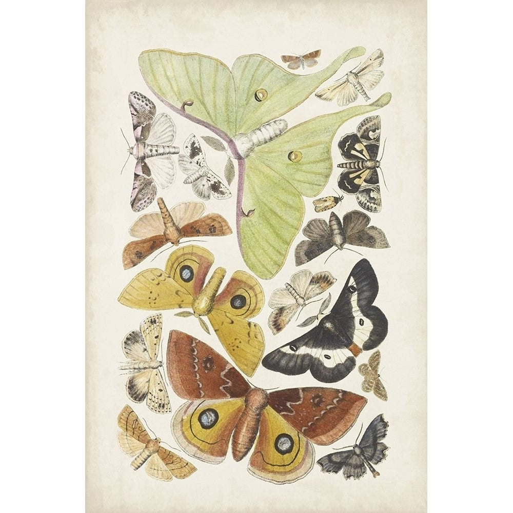 Antique Moths I Poster Print - Unknown-VARPDX193941Z Image 1