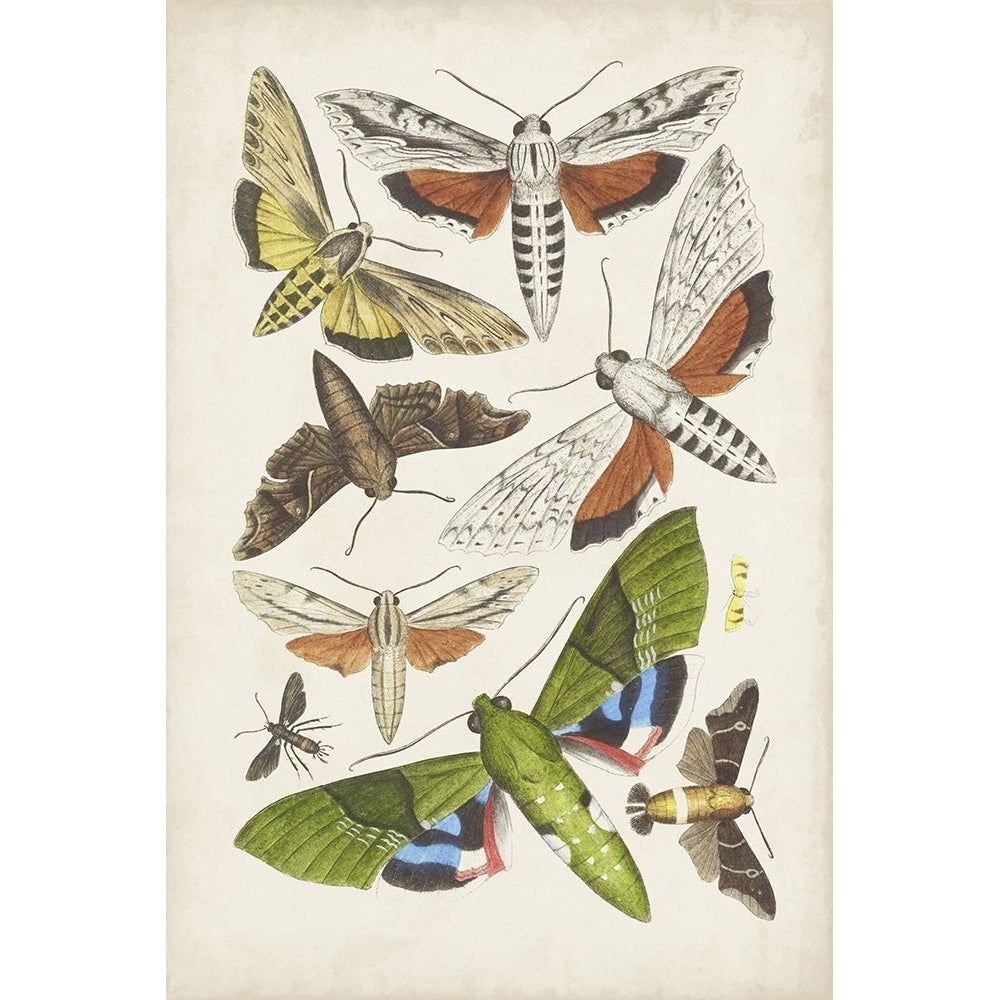 Antique Moths II Poster Print - Unknown-VARPDX193942Z Image 1