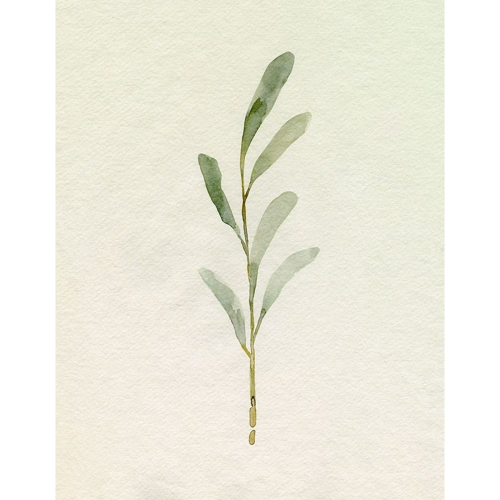 Olive Leaves II Poster Print - Emma Caroline-VARPDX194011FN Image 1