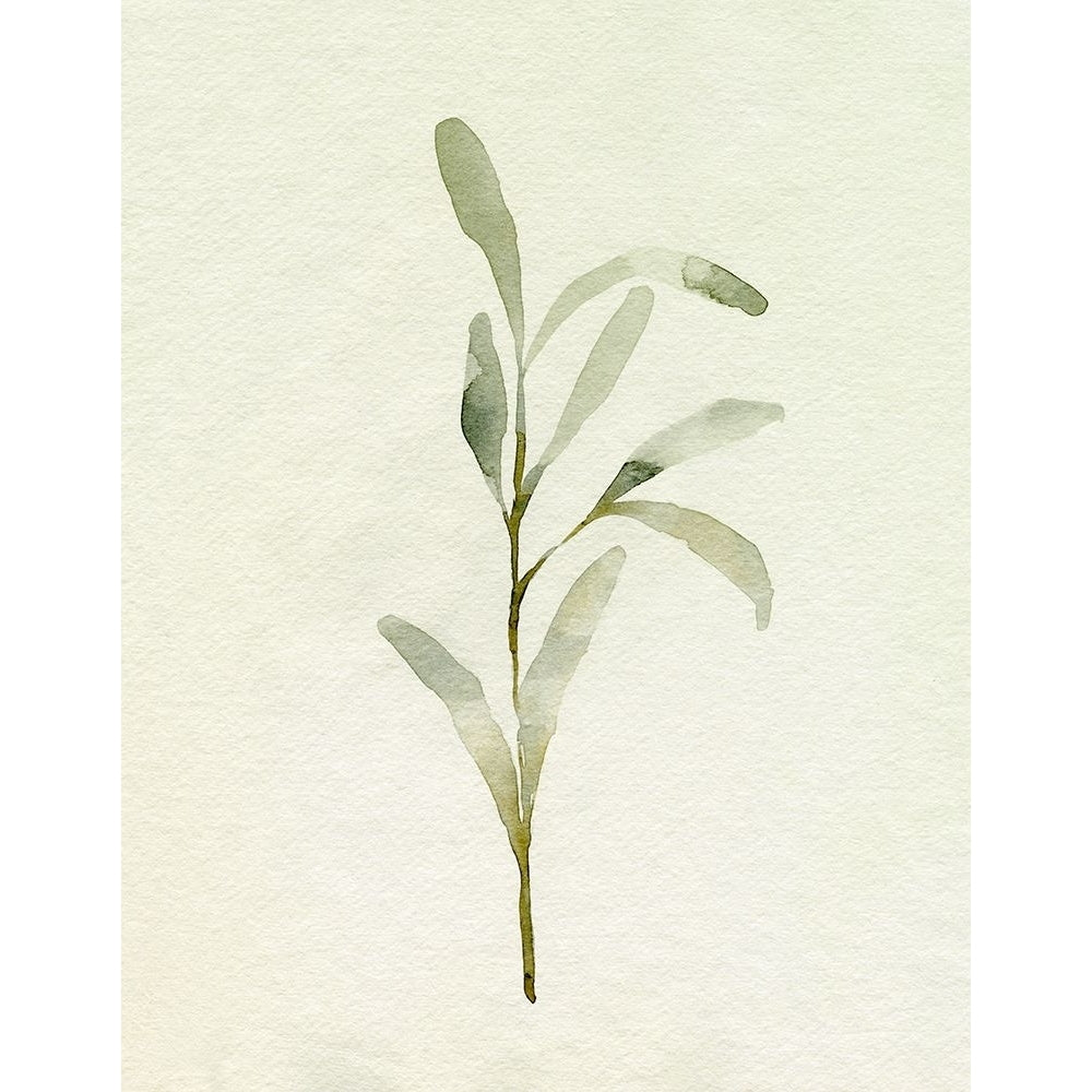 Olive Leaves I Poster Print - Emma Caroline-VARPDX194010FN Image 1