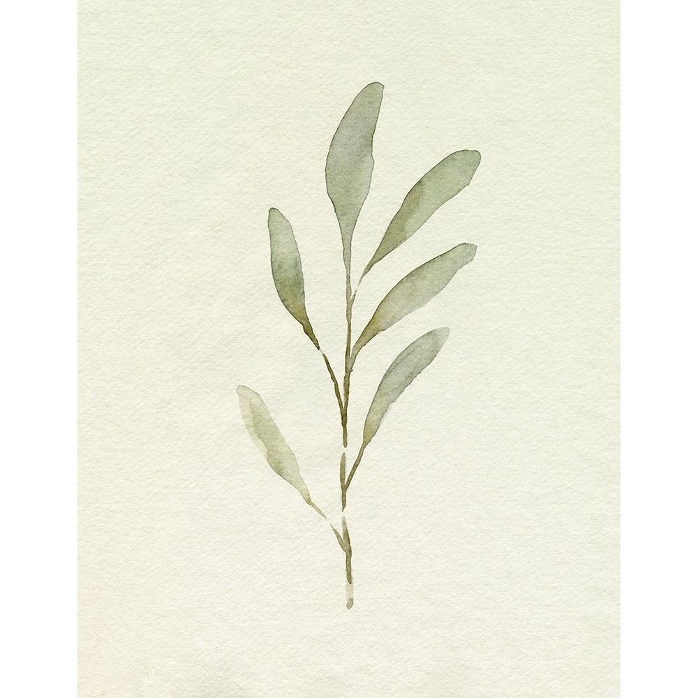 Olive Leaves IV Poster Print - Emma Caroline-VARPDX194013FN Image 1