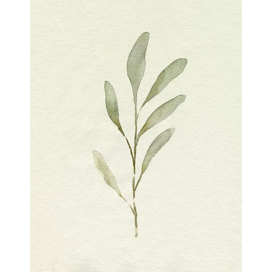 Olive Leaves IV Poster Print - Emma Caroline-VARPDX194013FN Image 1