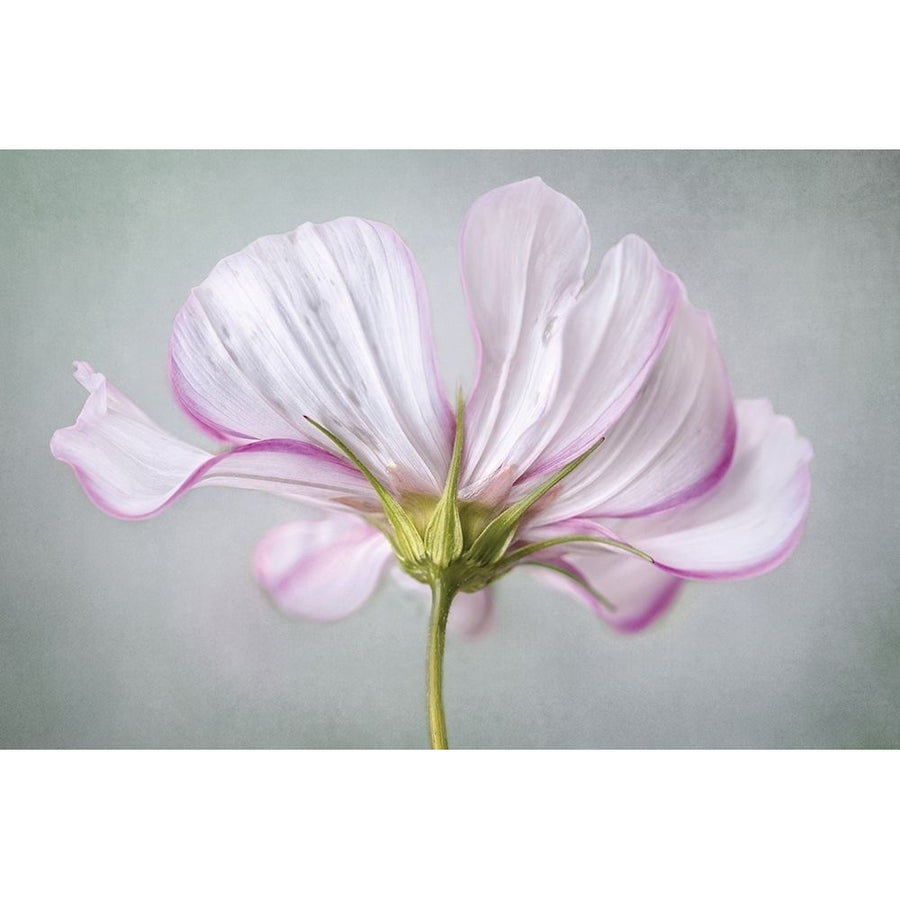 Textured Floral Poster Print by Mandy Disher-VARPDX19464 Image 1