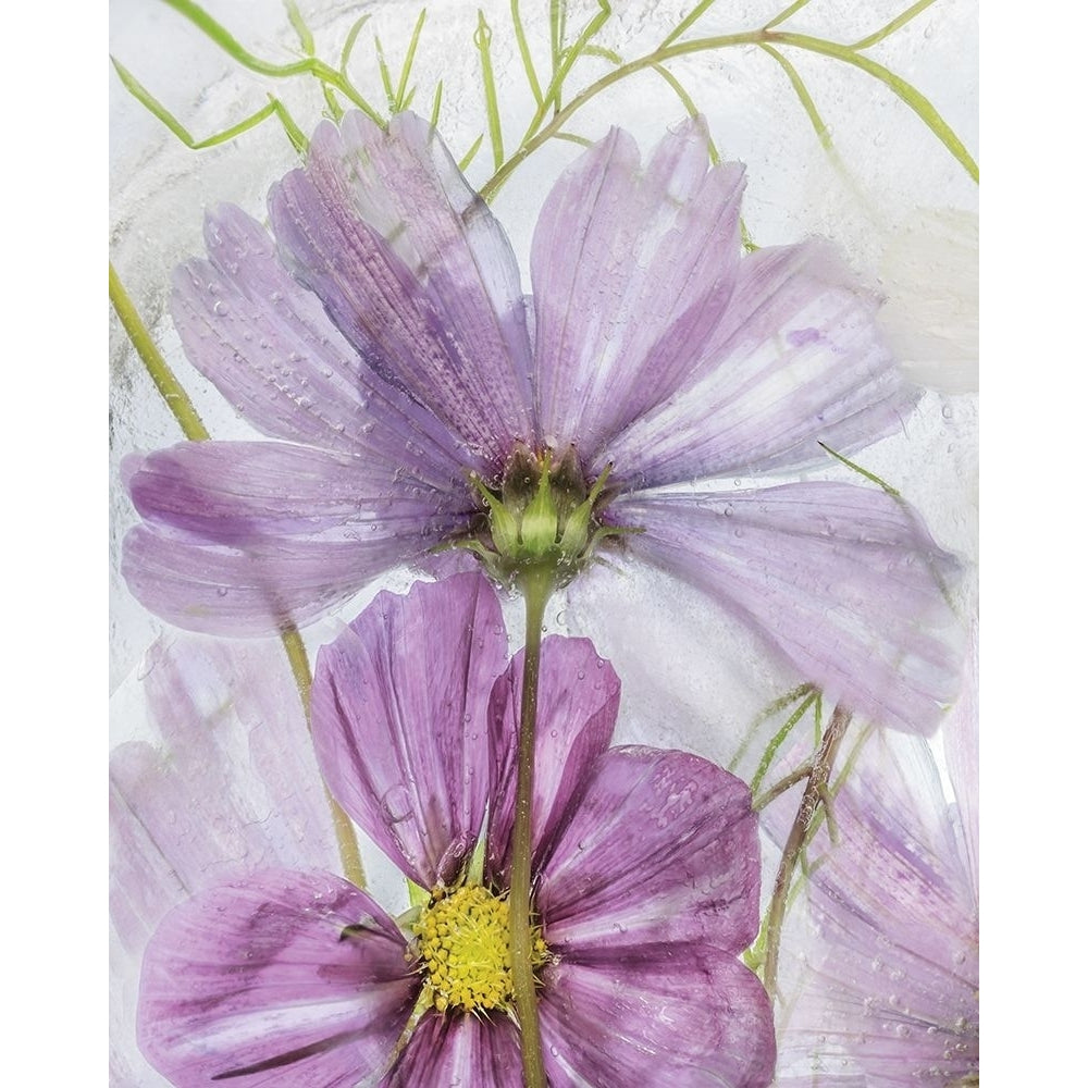 Frozen In Time I Poster Print by Mandy Disher-VARPDX19465 Image 1