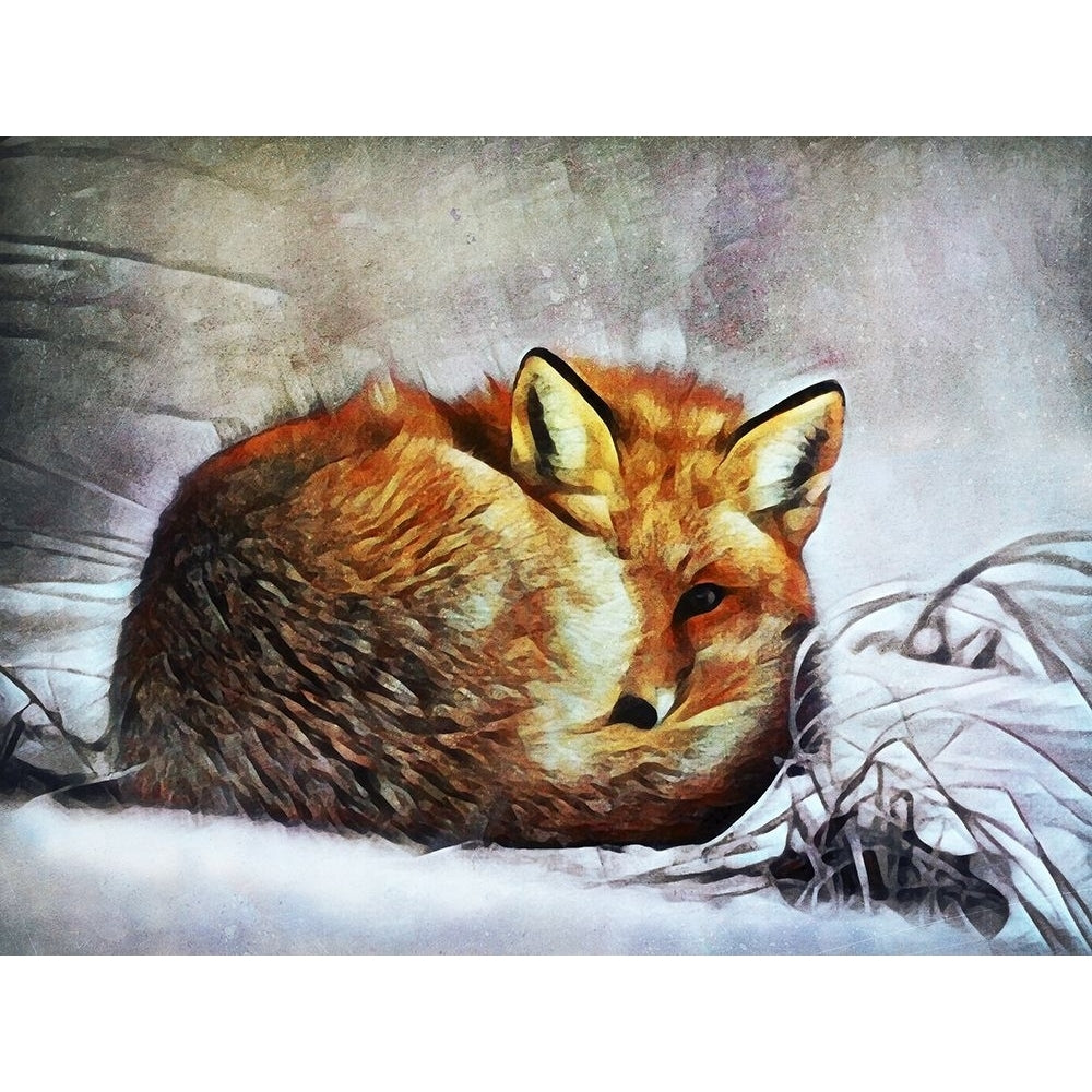 Red Fox Curl Up Poster Print - Ashley Aldridge-VARPDX194855Z Image 1