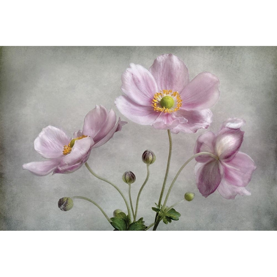 Textured Floral Poster Print by Mandy Disher-VARPDX19494 Image 1