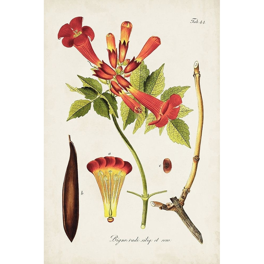 Tropical Trumpet Flowers I Poster Print - Unknown-VARPDX194960Z Image 1