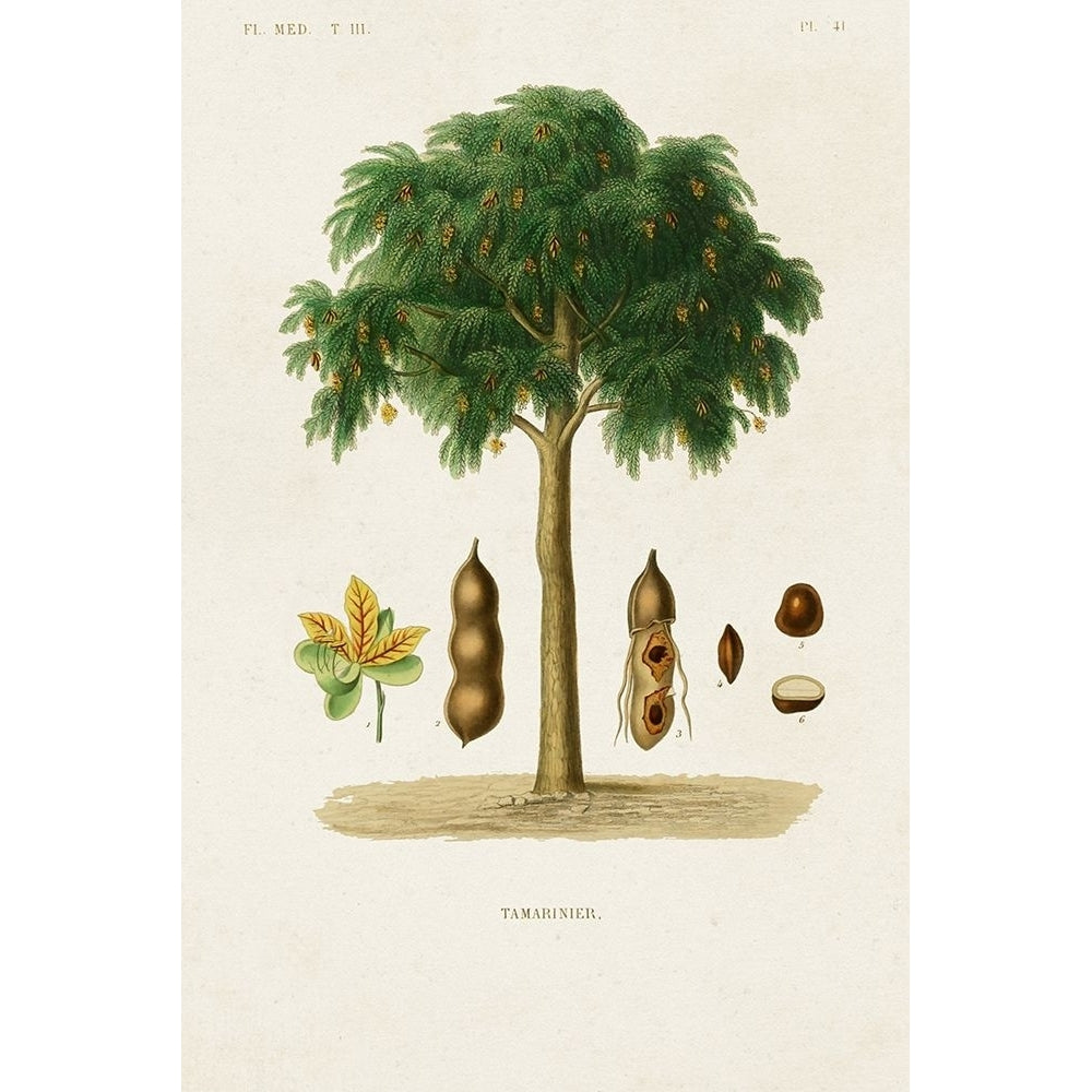 Antique Tree with Fruit IX Poster Print - Unknown-VARPDX194952Z Image 1