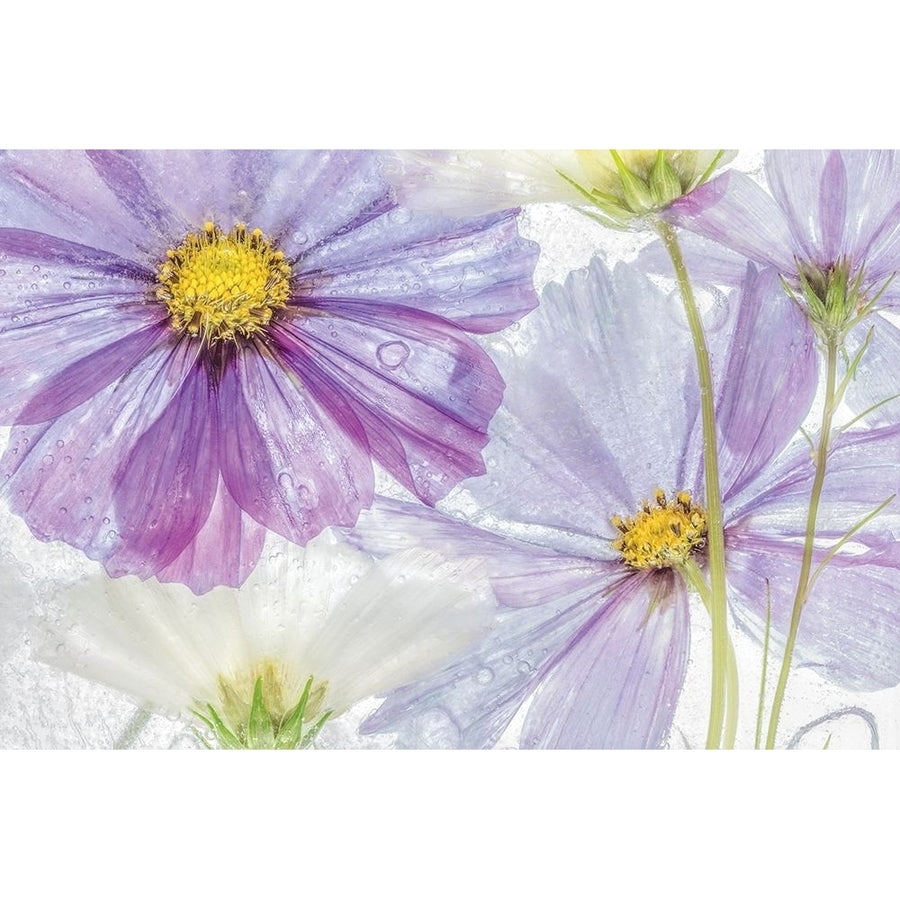 Frozen Floral II Poster Print by Mandy Disher-VARPDX19496 Image 1