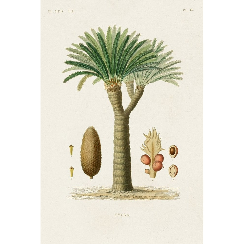 Antique Tree with Fruit V Poster Print - Unknown-VARPDX194948Z Image 1