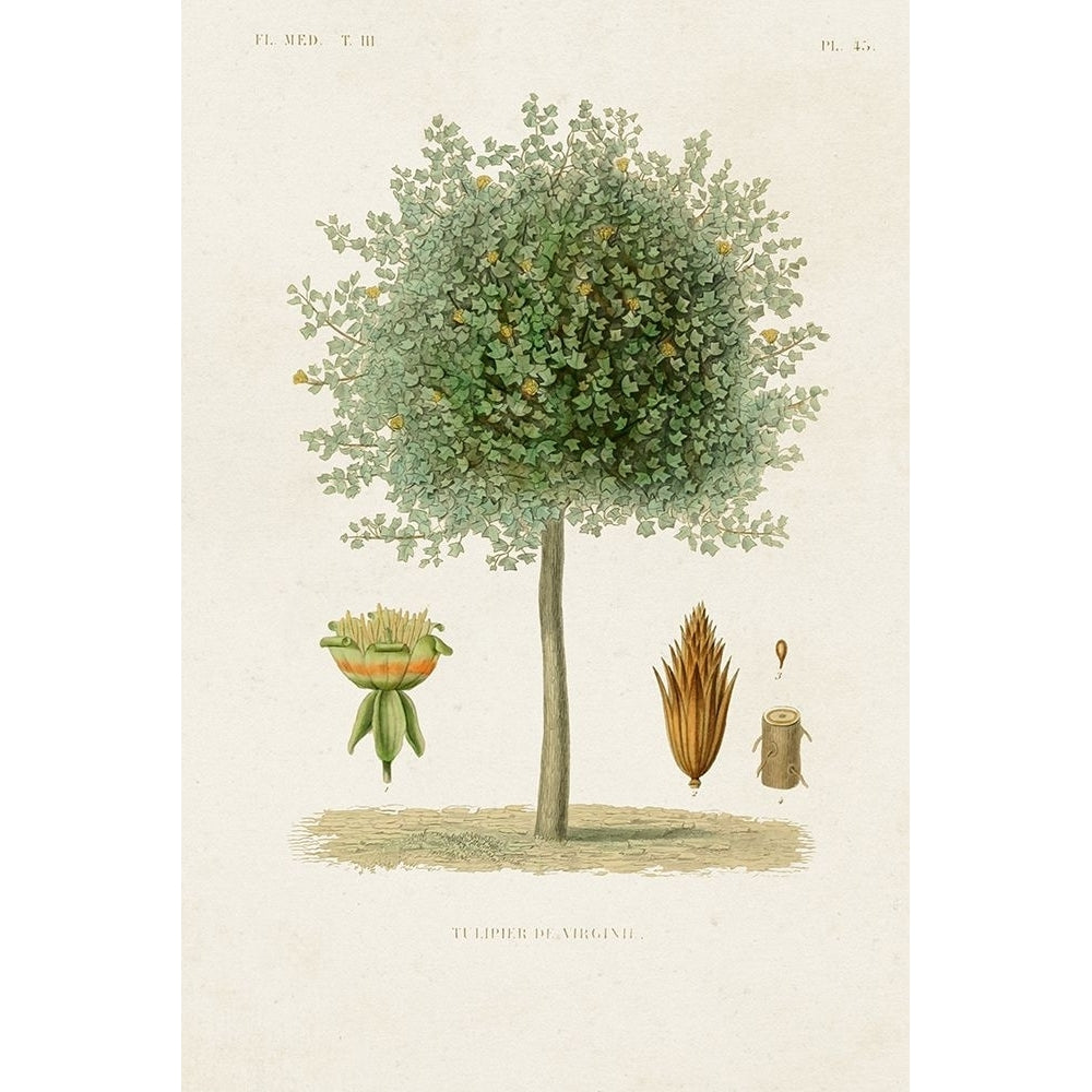 Antique Tree with Fruit X Poster Print - Unknown-VARPDX194953Z Image 1