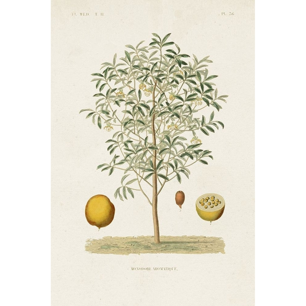 Antique Tree with Fruit IV Poster Print - Unknown-VARPDX194947Z Image 1