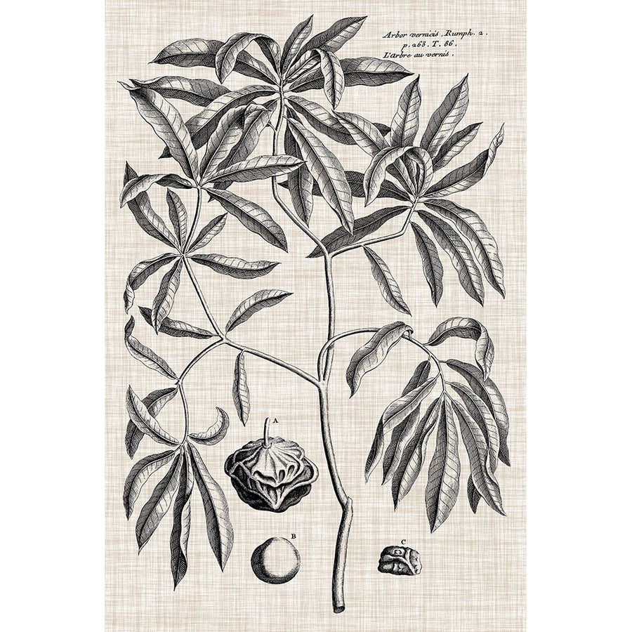 Custom Black And Oatmeal Linen Botanical V Poster Print - Studio Vision-VARPDX195367D Image 1