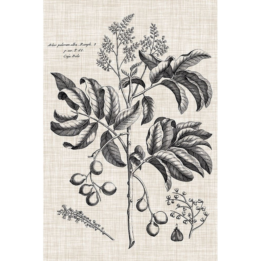 Custom Black And Oatmeal Linen Botanical IV Poster Print - Studio Vision-VARPDX195366D Image 1