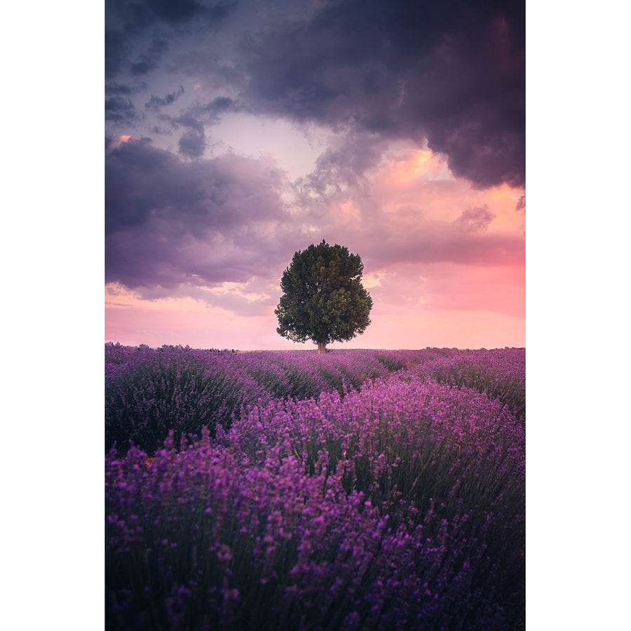 Lavender Fields Isparta Poster Print - Cuma Cevik-VARPDX1954277 Image 1