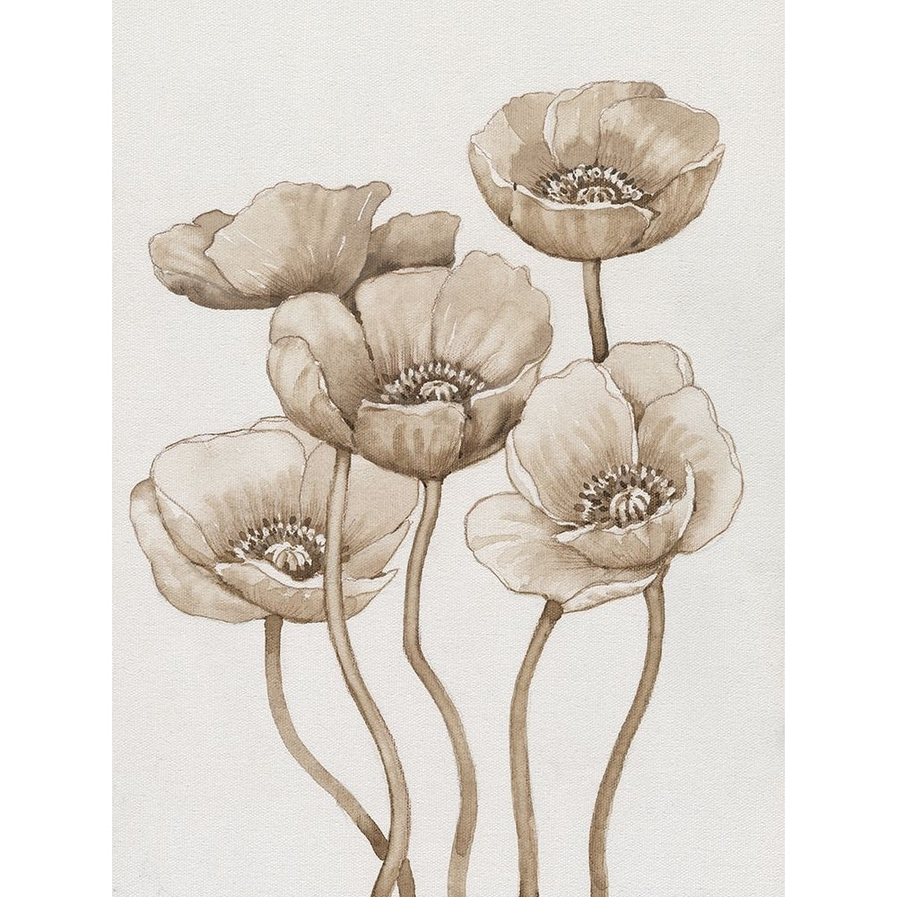 Poppies in Sepia I Poster Print - Tim OToole-VARPDX195439FN Image 1