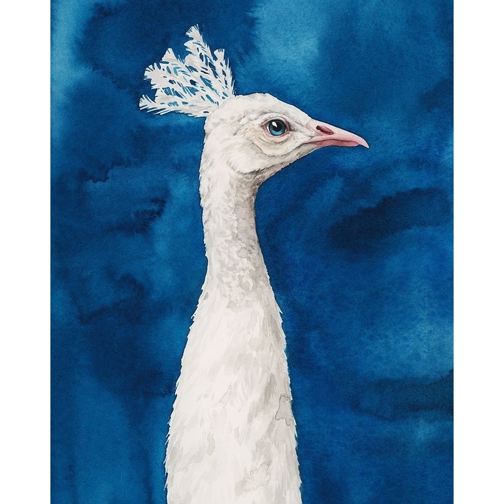 Snowy Peacock I Poster Print - Grace Popp-VARPDX195451Z Image 1