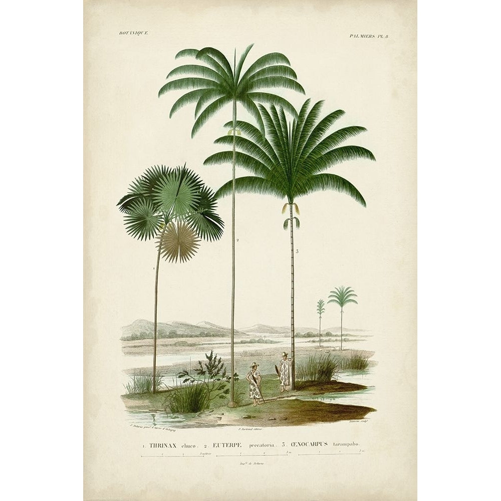 Antique Palm Collection IV Poster Print - M. Charles DOrbigny-VARPDX195750Z Image 1