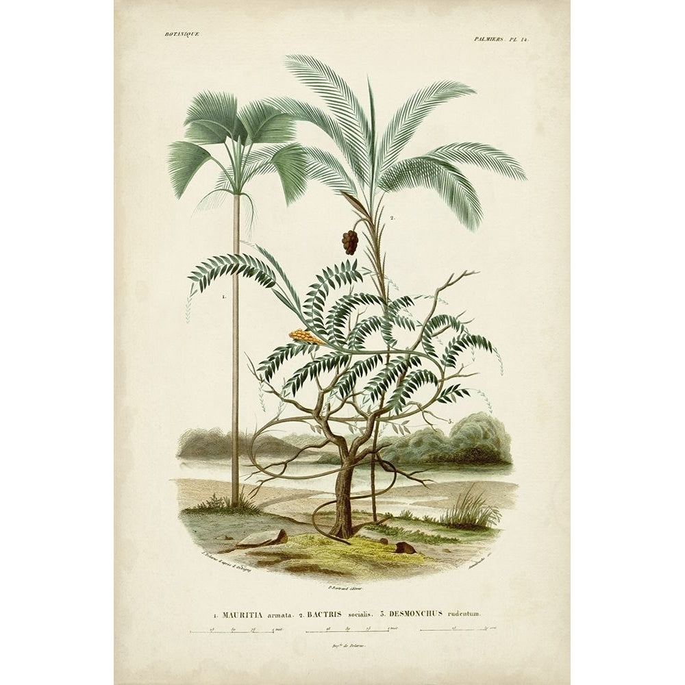 Antique Palm Collection VI Poster Print - M. Charles DOrbigny-VARPDX195752Z Image 1