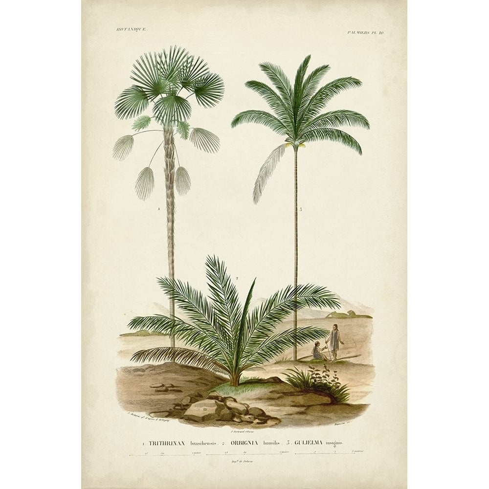 Antique Palm Collection V Poster Print - M. Charles DOrbigny-VARPDX195751Z Image 1