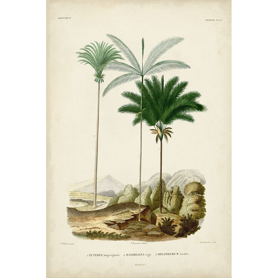 Antique Palm Collection II Poster Print - M. Charles DOrbigny-VARPDX195748Z Image 1