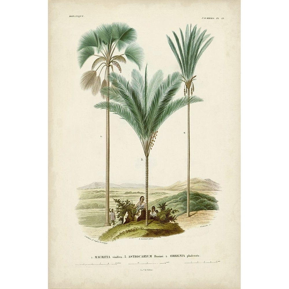 Antique Palm Collection IX Poster Print - M. Charles DOrbigny-VARPDX195755Z Image 1