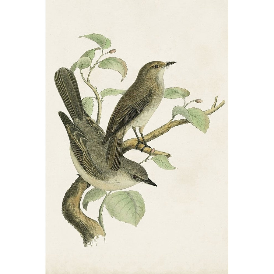 Antique Bird Trio III Poster Print - Unknown-VARPDX195758Z Image 1