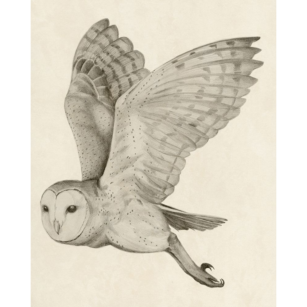 Night Owl I Poster Print - Grace Popp-VARPDX195891Z Image 1