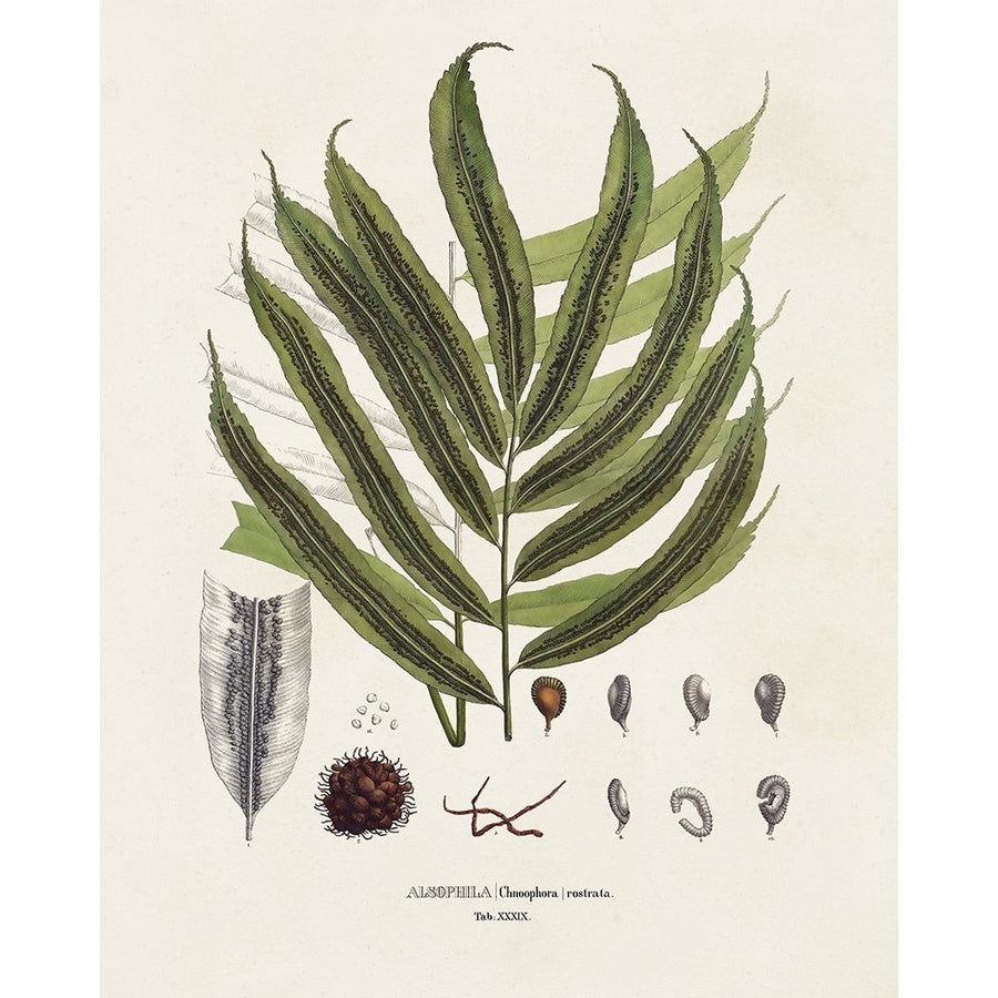 Botanical Society Ferns II Poster Print - Studio Vision-VARPDX196162Z Image 1