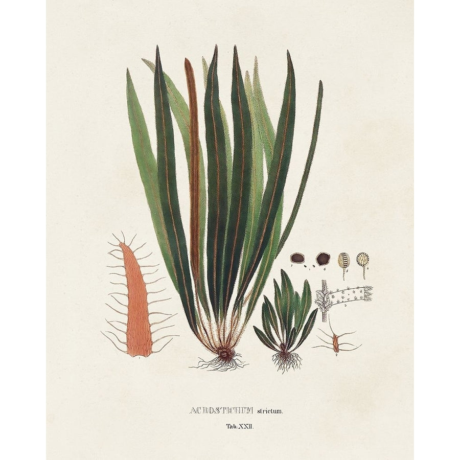 Botanical Society Ferns V Poster Print - Studio Vision-VARPDX196165Z Image 1