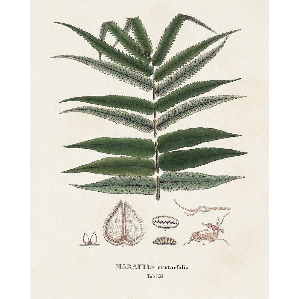 Botanical Society Ferns XII Poster Print - Studio Vision-VARPDX196172Z Image 1