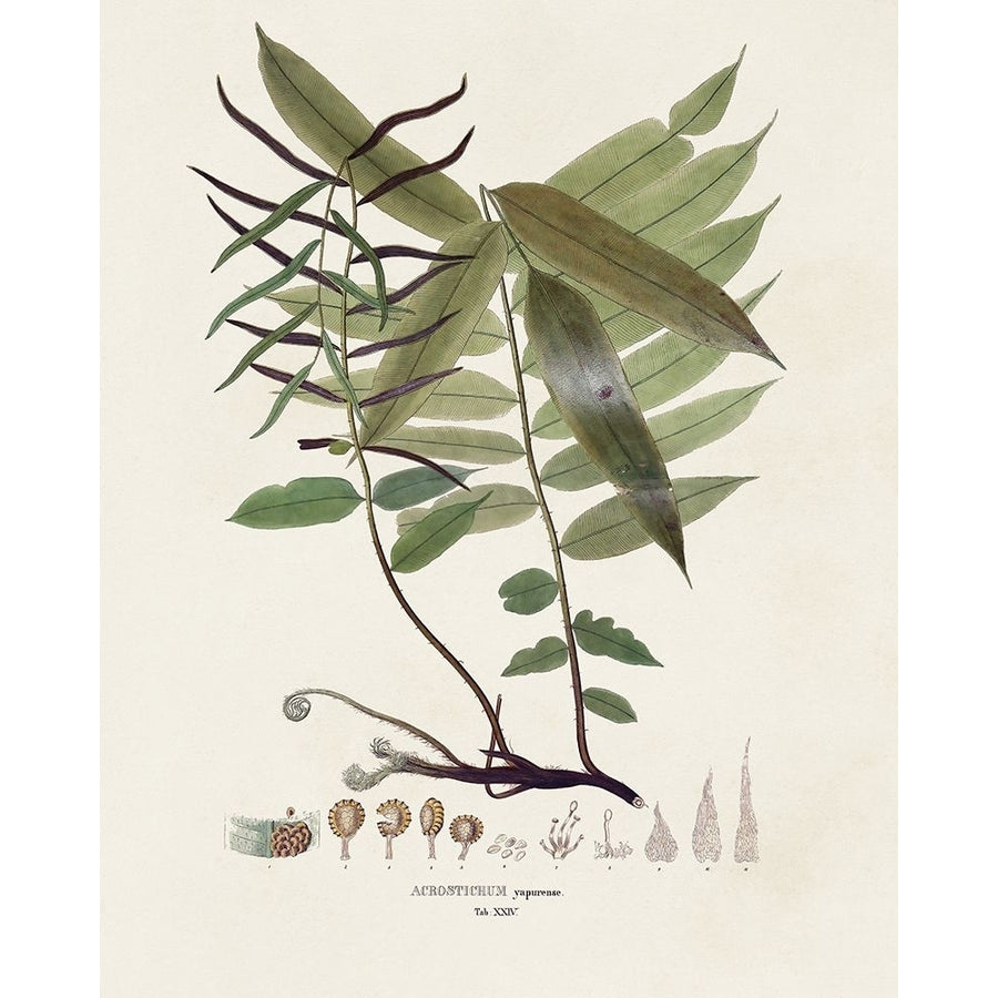 Botanical Society Ferns VI Poster Print - Studio Vision-VARPDX196166Z Image 1