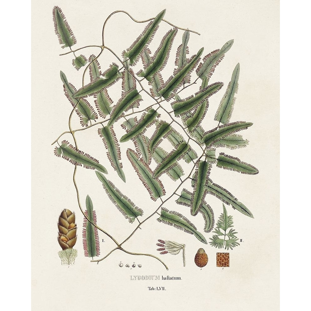 Botanical Society Ferns X Poster Print - Studio Vision-VARPDX196170Z Image 1