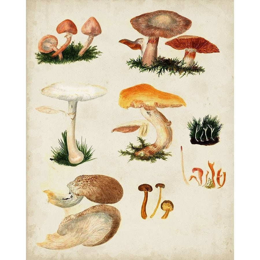 Mushroom Species IV Poster Print - Studio Vision-VARPDX196176Z Image 1