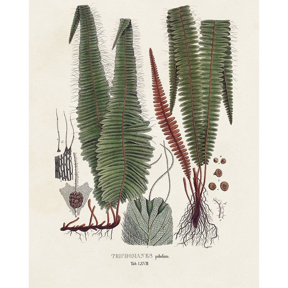 Botanical Society Ferns IV Poster Print - Studio Vision-VARPDX196164Z Image 1