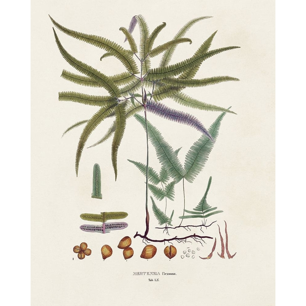 Botanical Society Ferns VIII Poster Print - Studio Vision-VARPDX196168Z Image 1