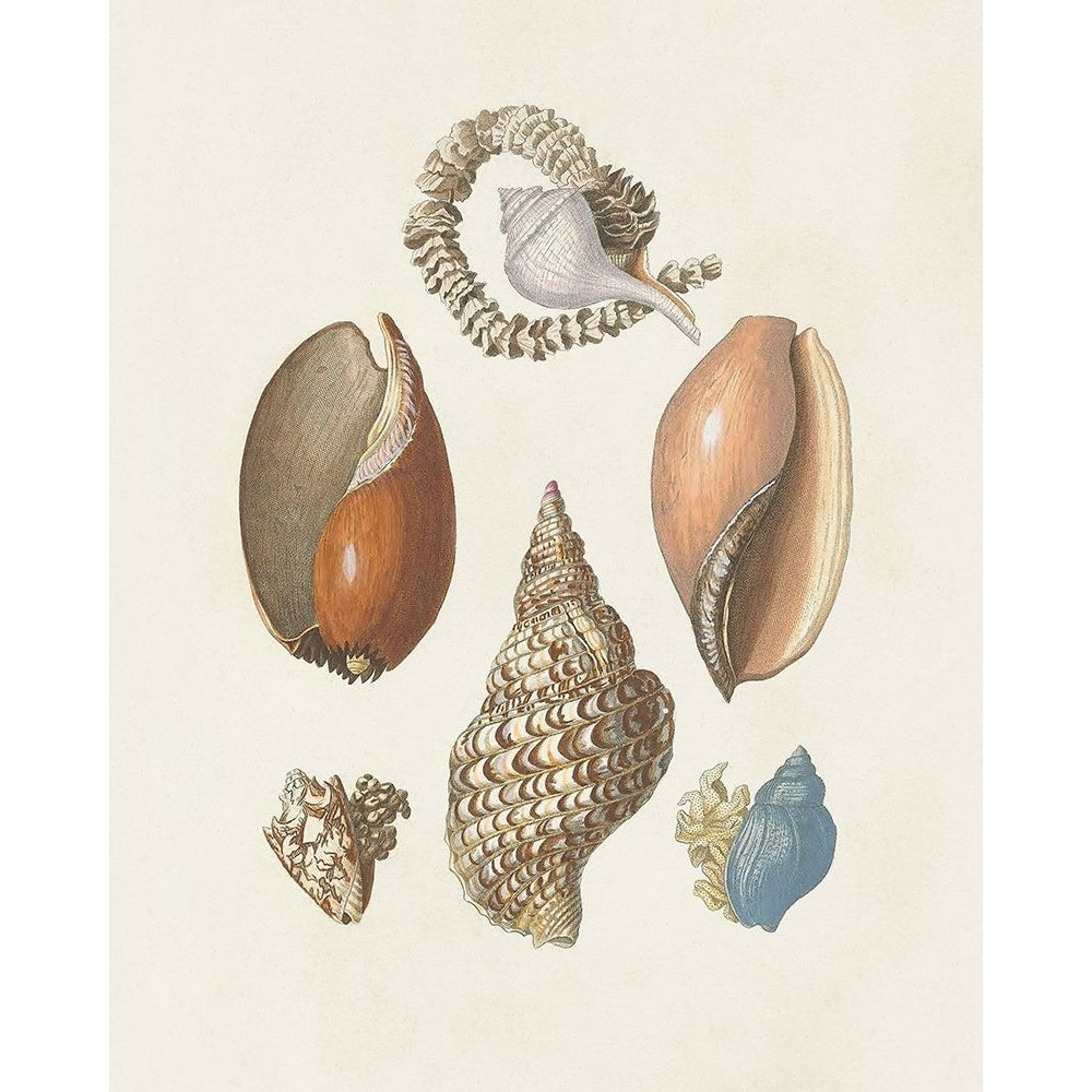 Knorr Shells And Coral I Poster Print - Knorr-VARPDX196185Z Image 1