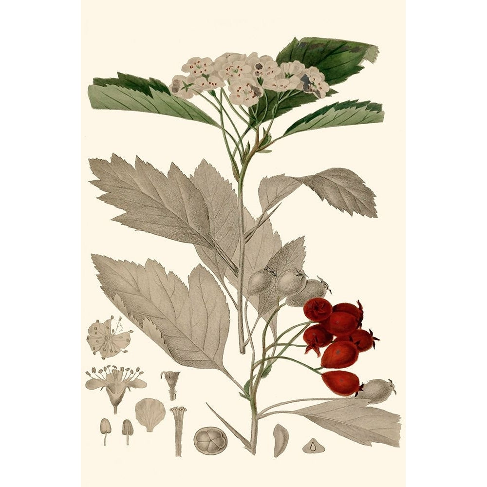 Leaves And Berries I Poster Print - Studio Vision-VARPDX196209Z Image 1