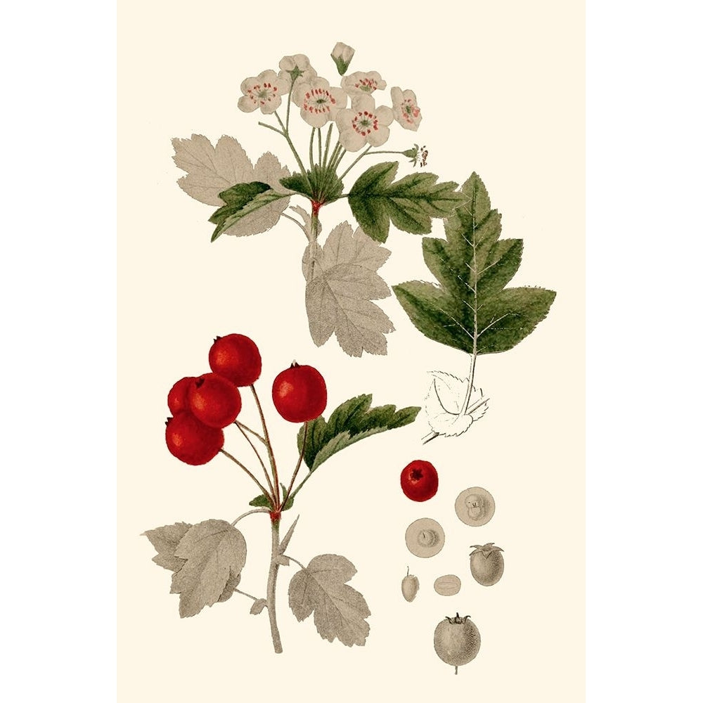 Leaves And Berries III Poster Print - Studio Vision-VARPDX196211Z Image 1