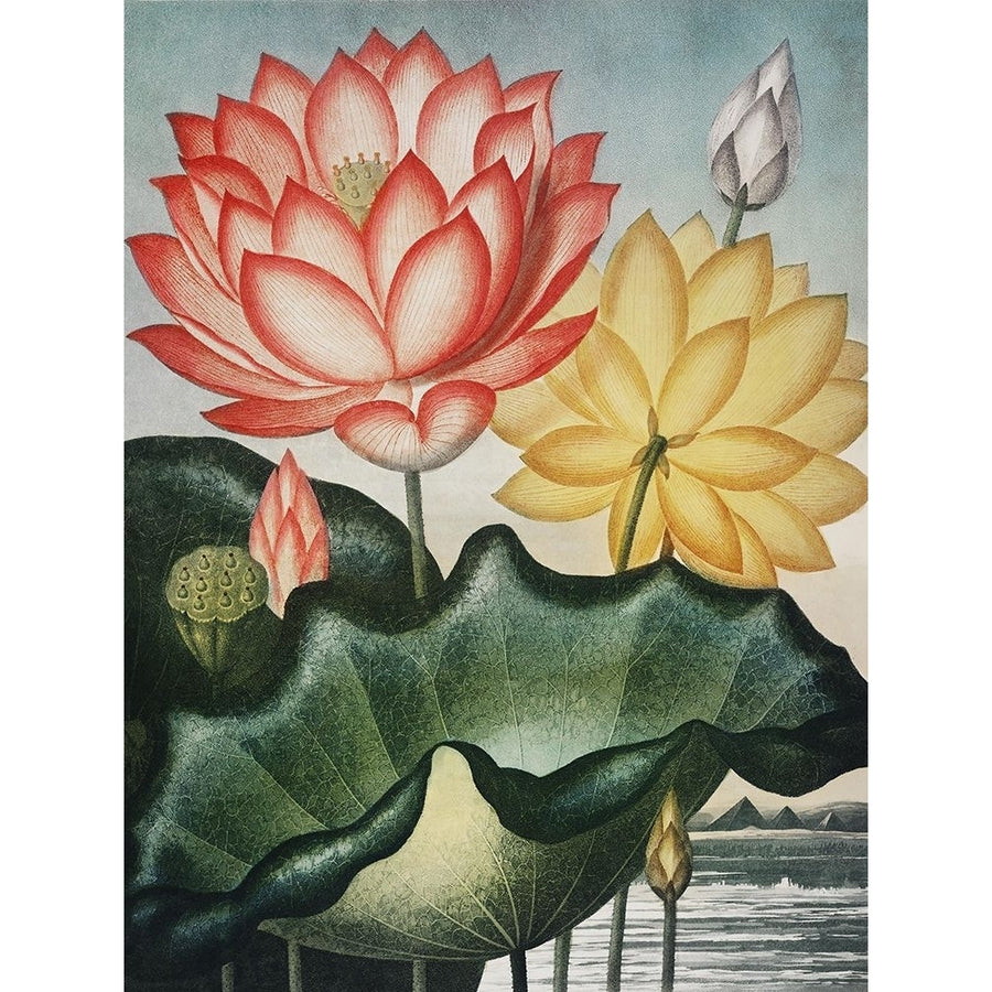 Temple of Flora V Poster Print - Dr. Robert Thornton-VARPDX196414Z Image 1