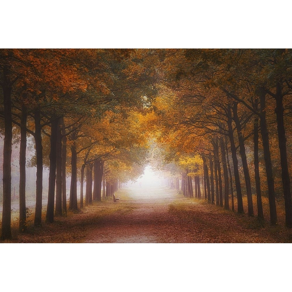 Foggy Autumn Dream Poster Print - Saskia Dingemans-VARPDX1964025 Image 1