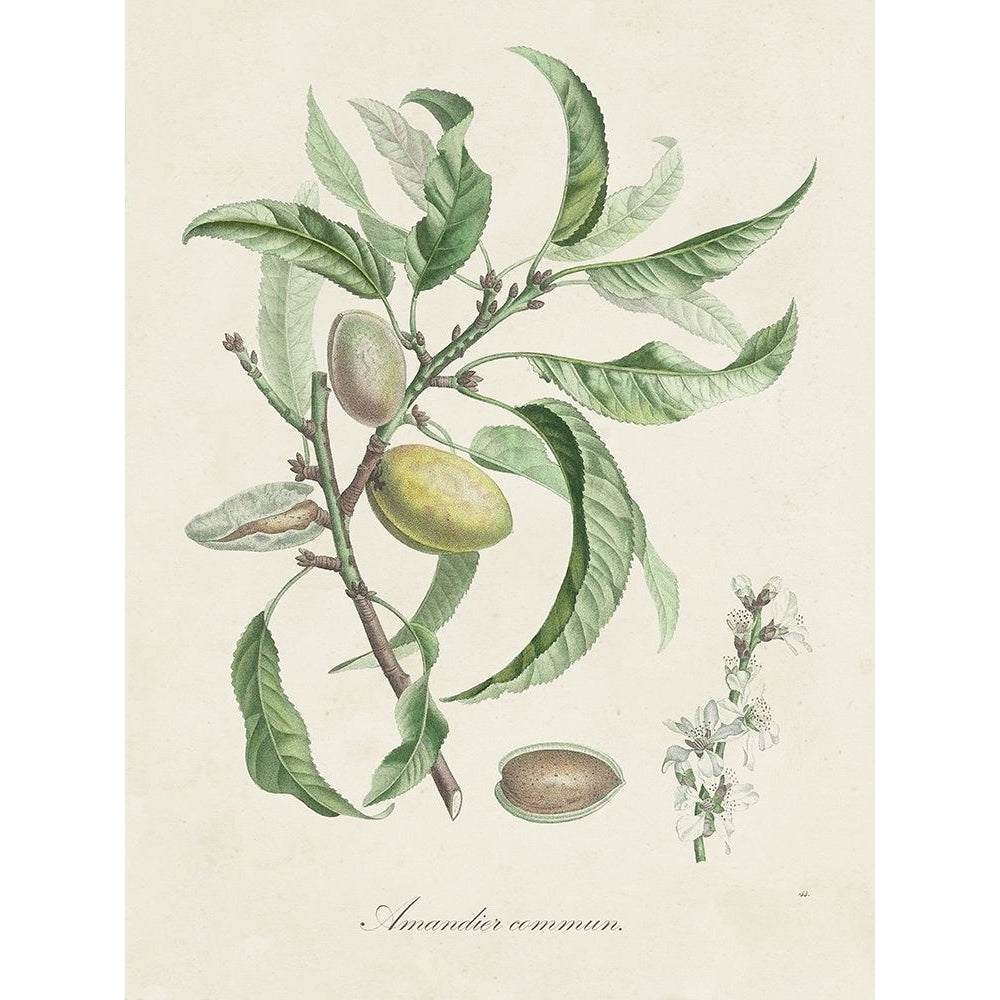 Antique Almond Botanical IV Poster Print - Langlois de-VARPDX196438Z Image 1